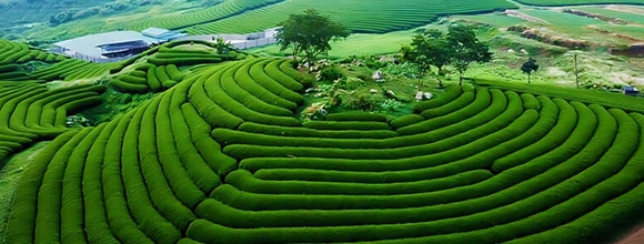 Mộc Châu