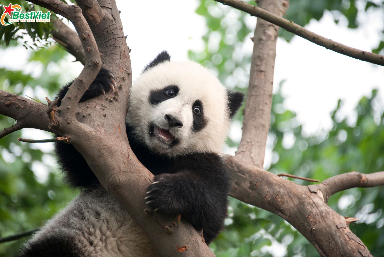 Du Lịch Hà Nội -Thành Đô- Lạc Sơn Đại Phật-Trại Cau-Thành Đô -bay Sichuan airline