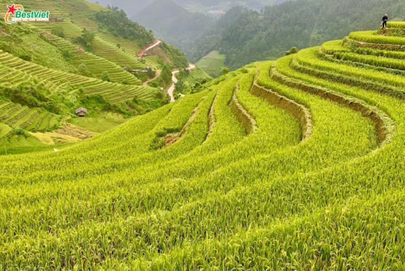 Du Lịch Hà Nội - Mù Căng Chải 2 Ngày 1 đêm